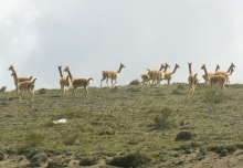 Imagen Reserva Chimborazo